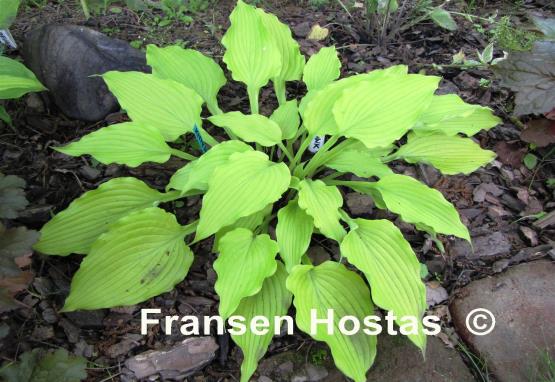 Hosta Kitty Hawk